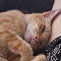 Thumbnail photo of Buddy the Elf #2