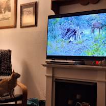 Thumbnail photo of Buddy the Elf #3