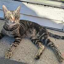 Thumbnail photo of Cleo #1