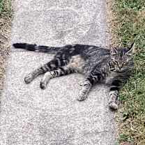 Thumbnail photo of Cleo #2