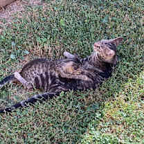 Thumbnail photo of Cleo #3