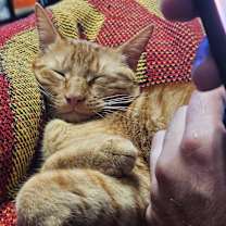 Thumbnail photo of Chucky #1