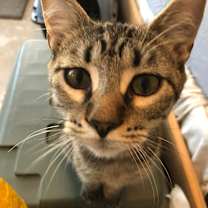 Thumbnail photo of Henry #2