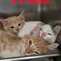 Thumbnail photo of Mr. Cheese #2