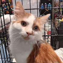 Thumbnail photo of Felix #1