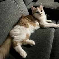 Thumbnail photo of Felix #4