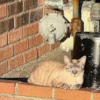 Thumbnail photo of Celeste #1