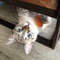 Thumbnail photo of Celeste #2