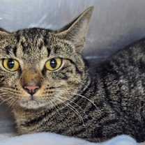 Thumbnail photo of Swiss #2