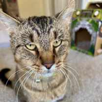 Thumbnail photo of Tarzan #1