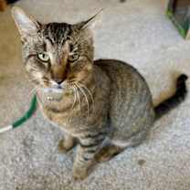 Thumbnail photo of Tarzan #2