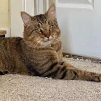 Thumbnail photo of Tarzan #3