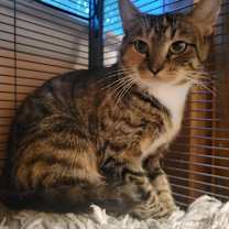 Thumbnail photo of Sweetie Pie #1