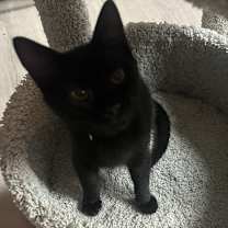 Thumbnail photo of Razzles #3