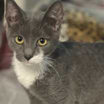 Thumbnail photo of Captain Fuzzpaws #1