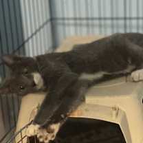 Thumbnail photo of Captain Fuzzpaws #2