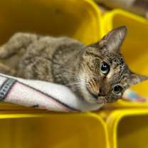 Thumbnail photo of Samantha #4