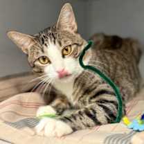 Thumbnail photo of Simba #3