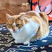 Thumbnail photo of Mores #1