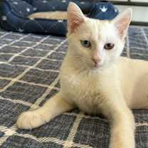 Thumbnail photo of Crystal #1