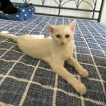 Thumbnail photo of Crystal #4