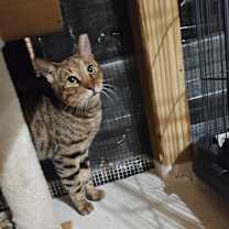 Thumbnail photo of Nino #2