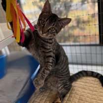 Thumbnail photo of Alesso #1