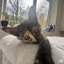 Thumbnail photo of Yaya #3