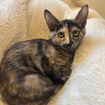 Thumbnail photo of Yaya #4