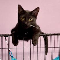 Thumbnail photo of Iris #3