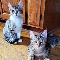 Thumbnail photo of Cody #3