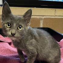 Thumbnail photo of Callie #2