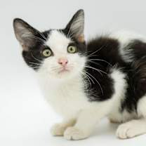 Thumbnail photo of Columbo #1