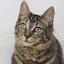 Thumbnail photo of Holland #1