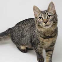 Thumbnail photo of Holland #2