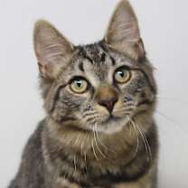 Thumbnail photo of Holland #3