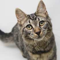 Thumbnail photo of Holland #4