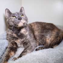 Thumbnail photo of Torri #1