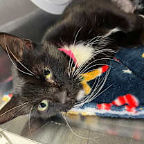 Thumbnail photo of Dakota #1