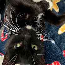 Thumbnail photo of Dakota #2