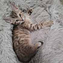 Thumbnail photo of Scarlett 94C25 #3