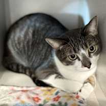 Thumbnail photo of Mara #4