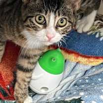 Thumbnail photo of Orwell #3