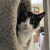 Thumbnail photo of HARVEY GROUP/beautiful tuxedos #2