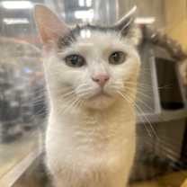 Thumbnail photo of Bella #3