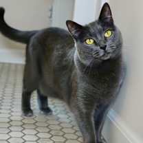 Thumbnail photo of Jazzy #1