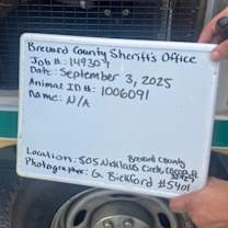 Thumbnail photo of Basil #2