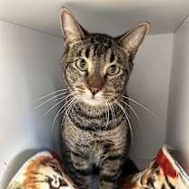 Thumbnail photo of Rothstein #1