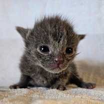 Thumbnail photo of Slate #1