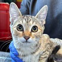 Thumbnail photo of LAFFY TAFFY #1